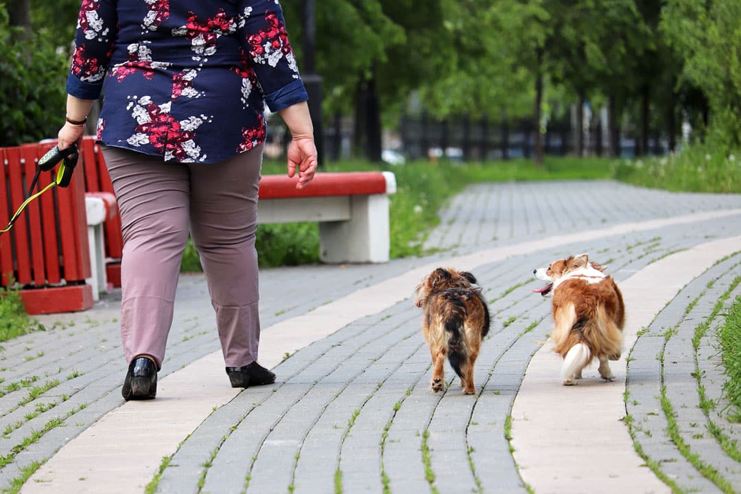 vrouw wandelt samen met haar honden