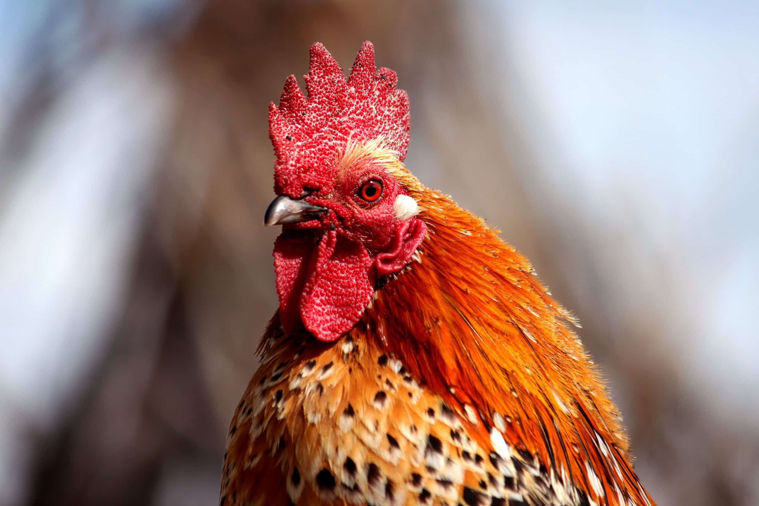 Uitbraak vogelgriep onder pluimvee 